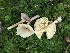  (Lactarius griseus - CCDB-48874-A06)  @11 [ ] CreativeCommons - Attribution Non-Commercial Share-Alike (2024) W.D. Van Hemessen Western University