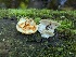  (Tyromyces fumidiceps - CCDB-48874-F08)  @11 [ ] CreativeCommons - Attribution Non-Commercial Share-Alike (2024) W.D. Van Hemessen Western University