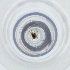  ( - CARR_003_E12)  @11 [ ] by  Genome Research Ltd as Wellcome Sanger Institute Genome Research Limited operating as Wellcome Sanger Institute