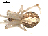  ( - PCANA1-B08)  @12 [ ] CreativeCommons - Attribution (2010) Gergin Blagoev, Centre for Biodiversity Genomics Centre for Biodiversity Genomics