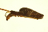  ( - PCANA2-B03)  @12 [ ] CreativeCommons - Attribution (2010) Gergin Blagoev, Centre for Biodiversity Genomics Centre for Biodiversity Genomics