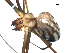  ( - PCANA2-F09)  @13 [ ] CreativeCommons - Attribution (2010) Gergin Blagoev, Centre for Biodiversity Genomics Centre for Biodiversity Genomics