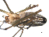  ( - PCANA2-F12)  @13 [ ] CreativeCommons - Attribution (2010) Gergin Blagoev, Centre for Biodiversity Genomics Centre for Biodiversity Genomics
