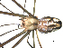  ( - PCANA2-G01)  @13 [ ] CreativeCommons - Attribution (2010) Gergin Blagoev, Centre for Biodiversity Genomics Centre for Biodiversity Genomics