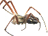  ( - PCANA2-H07)  @13 [ ] CreativeCommons - Attribution (2010) Gergin Blagoev, Centre for Biodiversity Genomics Centre for Biodiversity Genomics