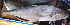  ( - CD3- 250217)  @11 [ ] Copyright (2019) Jean-Dominique Durand Institut de Recherche pour le Developpement