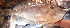  ( - CD31 270417)  @11 [ ] Copyright (2019) Jean-Dominique Durand Institut de Recherche pour le Développement