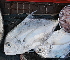  ( - CDCaranx-10)  @11 [ ] CreativeCommons - Attribution Non-Commercial Share-Alike (2015) Jean-Dominique Durand IRD