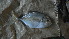  ( - D1.040616 CD)  @11 [ ] CreativeCommons - Attribution Non-Commercial Share-Alike (2015) Hoang Duc Huy IRD