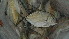  ( - D6.030616CD)  @11 [ ] CreativeCommons - Attribution Non-Commercial Share-Alike (2015) Hoang Duc Huy IRD