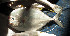  ( - H1.030616CD)  @11 [ ] CreativeCommons - Attribution Non-Commercial Share-Alike (2015) Hoang Duc Huy IRD