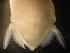  ( - MACN-Cru 00034)  @11 [ ] Unspecified (default): All Rights Reserved  Unspecified Unspecified