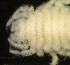  ( - MACN-Cru 00033)  @11 [ ] Unspecified (default): All Rights Reserved  Unspecified Unspecified