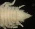  ( - MACN-Cru 00033)  @11 [ ] Unspecified (default): All Rights Reserved  Unspecified Unspecified