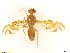  (Anastrepha pallidipennis - BC0101R4M15_B)  @13 [ ] CreativeCommons - Attribution (2016) Henry Troya Agrocalidad