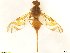  (Anastrepha pallidipennis - BC0101R4M15_E)  @13 [ ] CreativeCommons - Attribution (2016) Henry Troya Agrocalidad