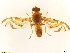  (Anastrepha asetaocelata - BC0102R3M01_D)  @13 [ ] CreativeCommons - Attribution (2016) Henry Troya Agrocalidad