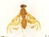  (Anastrepha sp. AGRO8 - BC0102R3M05_D)  @12 [ ] CreativeCommons - Attribution (2016) Henry Troya Agrocalidad