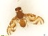  (Anastrepha tecta - BC0102R3M17_D)  @13 [ ] CreativeCommons - Attribution (2016) Henry Troya Agrocalidad