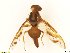  (Anastrepha striata - BC0108R3M12_B)  @13 [ ] CreativeCommons - Attribution (2016) Henry Troya Agrocalidad