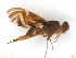  (Anastrepha carreroi - BC0503R1M50)  @11 [ ] CreativeCommons - Attribution (2017) Henry Troya Agrocalidad