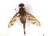 (Anastrepha trimaculata - BC1303R3M20)  @11 [ ] CreativeCommons - Attribution (2017) Henry Troya Agrocalidad