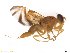  (Anastrepha fraterculus_complex - BCABG11)  @14 [ ] CreativeCommons - Attribution (2017) Henry Troya Agrocalidad