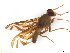  (Anastrepha vermespinata - BCE11152091)  @11 [ ] CreativeCommons - Attribution (2017) Henry Troya Agrocalidad