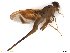  (Anastrepha grandicarina - BCE1116034_B)  @11 [ ] CreativeCommons - Attribution (2017) Henry Troya Agrocalidad