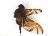  (Anastrepha sp. AGRO2 - BCE11161486)  @11 [ ] CreativeCommons - Attribution (2017) Henry Troya Agrocalidad