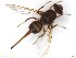 (Anastrepha macrura - BCE11161662_A)  @11 [ ] CreativeCommons - Attribution (2017) Henry Troya Agrocalidad