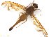  (Anastrepha neogigantea - BCE11161825)  @11 [ ] CreativeCommons - Attribution (2017) Henry Troya Agrocalidad