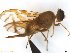  (Anastrepha kimi - BCE11162600)  @11 [ ] CreativeCommons - Attribution (2017) Henry Troya Agrocalidad
