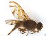  (Anastrepha kimi - BCE11162681)  @11 [ ] CreativeCommons - Attribution (2017) Henry Troya Agrocalidad