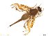  (Anastrepha rolliniana - BCE11162697_A)  @11 [ ] CreativeCommons - Attribution (2017) Henry Troya Agrocalidad
