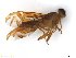  (Anastrepha curitis - BCE11163303)  @11 [ ] CreativeCommons - Attribution (2017) Henry Troya Agrocalidad