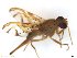 (Anastrepha tumbalai - BCE1116859)  @11 [ ] CreativeCommons - Attribution (2017) Henry Troya Agrocalidad