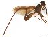  (Anastrepha recurcauda - BCE1117083)  @11 [ ] CreativeCommons - Attribution (2017) Henry Troya Agrocalidad
