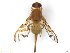  (Anastrepha tumbalai - BCE1117370)  @11 [ ] CreativeCommons - Attribution (2017) Henry Troya Agrocalidad