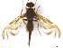 (Anastrepha sp. AGRO5 - BCE1117562_A)  @11 [ ] CreativeCommons - Attribution (2017) Henry Troya Agrocalidad