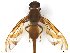  (Anastrepha sp. AGRO9 - BCE1117562_B)  @11 [ ] CreativeCommons - Attribution (2017) Henry Troya Agrocalidad