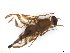  (Anastrepha sp. Suriname 04 - BCE1117688)  @11 [ ] CreativeCommons - Attribution (2017) Henry Troya Agrocalidad
