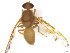  (Anastrepha nr. margarita - BCE1118074_A)  @11 [ ] CreativeCommons - Attribution (2017) Henry Troya Agrocalidad