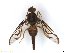  (Anastrepha ornata - BCE154776)  @11 [ ] CreativeCommons - Attribution (2017) Henry Troya Agrocalidad