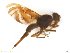  ( - BCEC021210R2M48C29)  @11 [ ] CreativeCommons - Attribution (2017) Henry Troya Agrocalidad