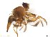  (Anastrepha coronilli - BCECML30_A)  @12 [ ] CreativeCommons - Attribution (2017) Henry Troya Agrocalidad