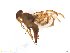 ( - BCLDR04E151689_B)  @13 [ ] CreativeCommons - Attribution (2017) Henry Troya Agrocalidad