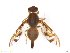  (Anastrepha obliqua - BCLDR04E15256)  @14 [ ] CreativeCommons - Attribution (2017) Henry Troya Agrocalidad