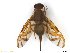  ( - BCLDR04E15988_A)  @11 [ ] CreativeCommons - Attribution (2017) Henry Troya Agrocalidad
