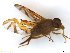  (Anastrepha sp. AGRO10 - BCLDR04E15988_B)  @11 [ ] CreativeCommons - Attribution (2017) Henry Troya Agrocalidad